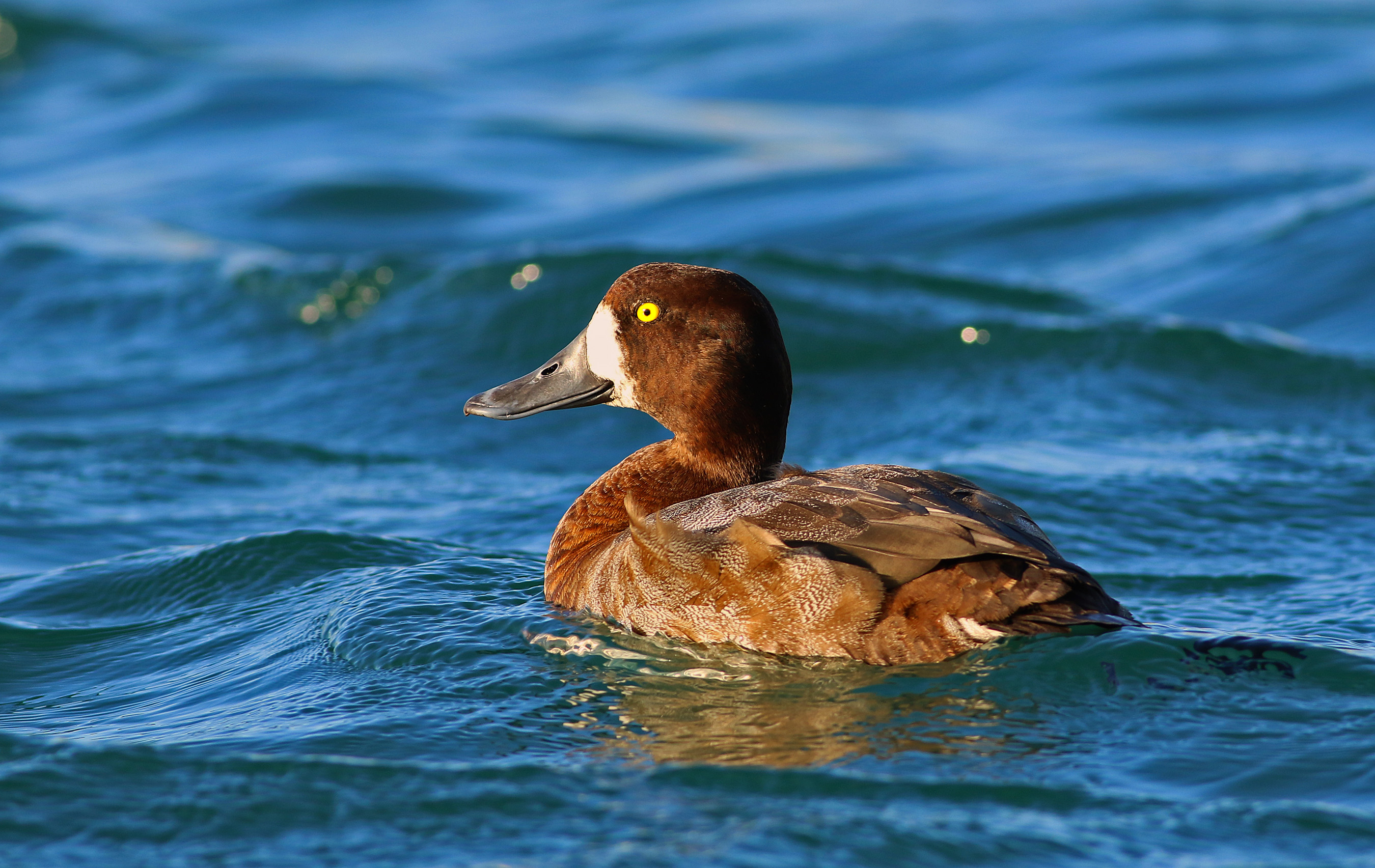 Greater Scaup